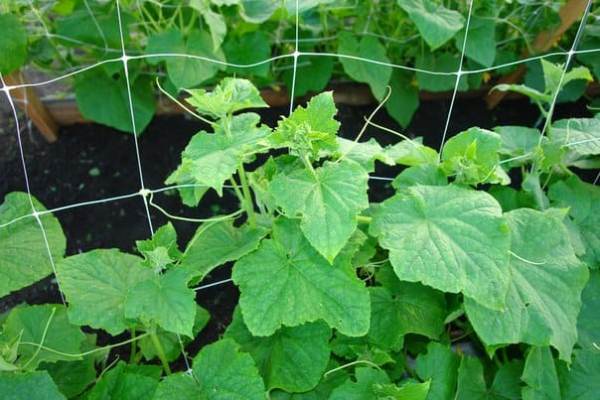  Cetrioli in crescita su una griglia a graticci