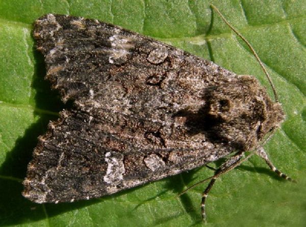  Insetti parassiti di cavoli in piena terra
