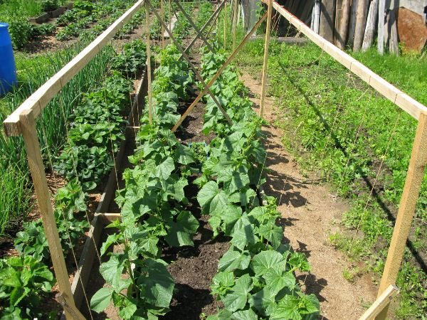  One of the reasons for the bitterness of cucumbers is a lack or excess of lighting.