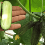 Benefici dell'innesto di meloni, angurie e cetrioli sulla zucca