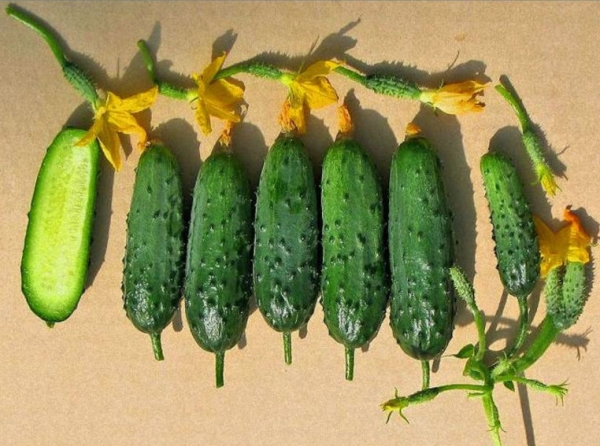  The variety is ripening, high-yielding, overgrown fruits do not change color and density.
