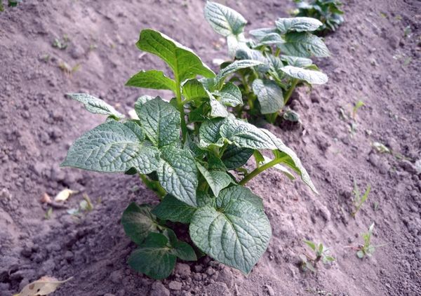  Correct hilling of potatoes