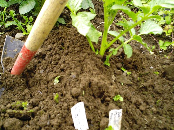  After hilling, the potato bush begins to grow faster