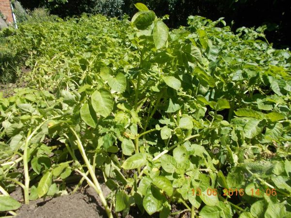  If the bushes begin to fall in different directions - you need an unscheduled hilling