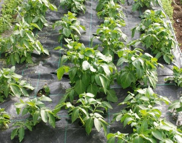  Hilling is not necessary when potatoes are grown under film.
