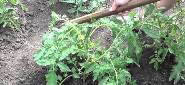  Grad de îngrijire după plantare