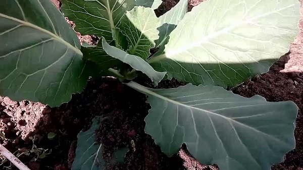  Grad de îngrijire după plantare