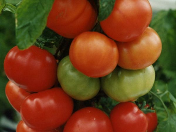  O tomate não tem medo de mudanças de temperatura e produzirá uma colheita em quaisquer condições.