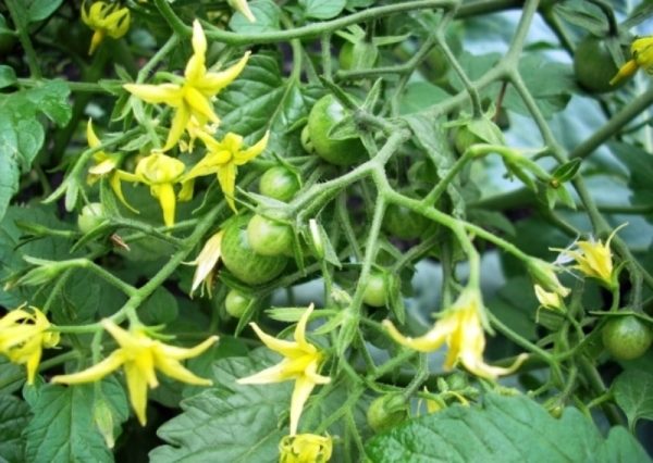  Tomate Bonsai tem células sexuais masculinas e femininas, portanto, não requer polinização artificial.
