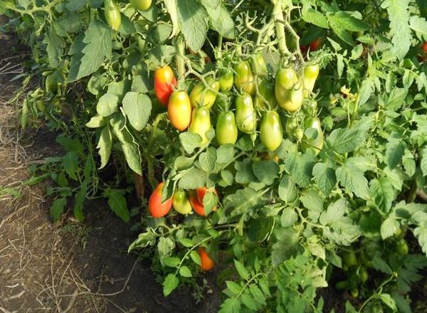  Tomate de estiércol francés