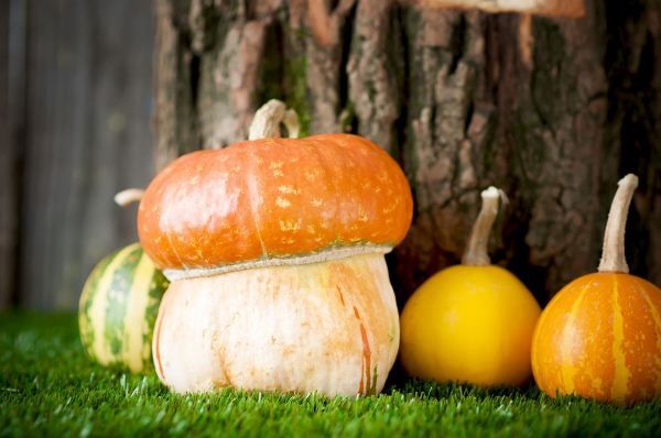  Zucca decorativa