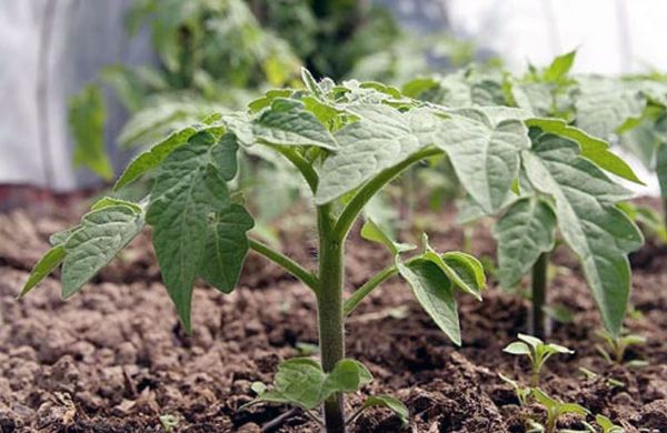  Din moment ce tufișurile cresc puternic - nu mai mult de 2 răsaduri sunt plantate pentru 1m2