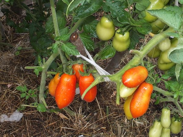  Pentru a obține un randament ridicat de roșii, este foarte important să respectați regulile de inginerie agricolă.