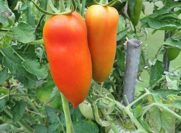 Banana De Tomate
