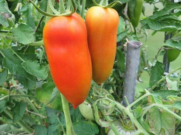  Banana De Tomate