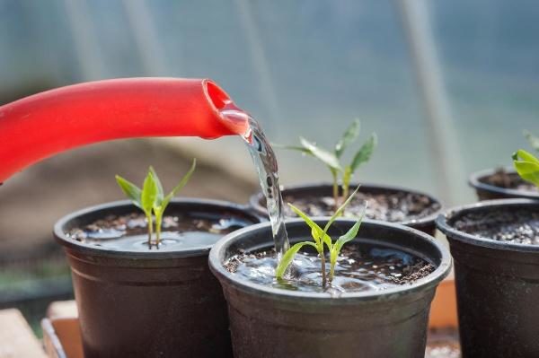  Quando regar bonsai tomate é proibido o uso de água fria.