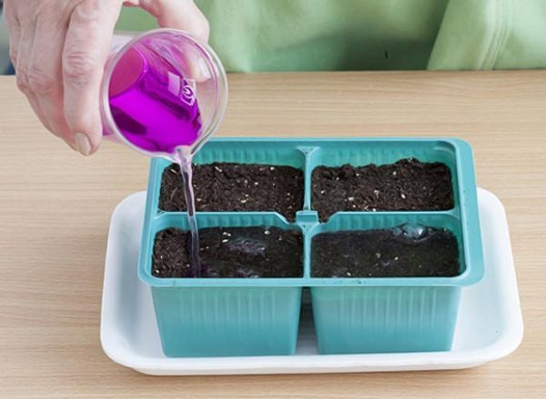  Desinfecção do solo antes de plantar sementes de tomate