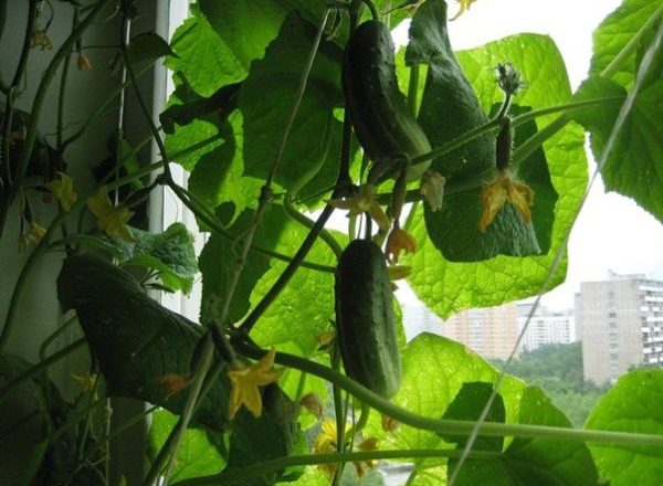  Cultivarea castravetilor pe pervaz
