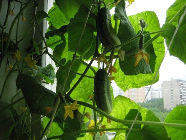  Cultivarea castravetilor pe pervaz