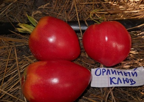  Bico de Águia de Tomate