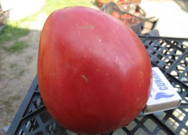  Frutas são grandes, peso médio 350-800 gramas