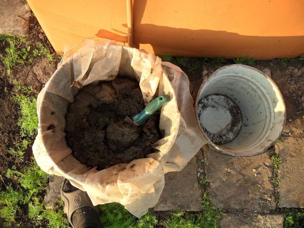  Preparação de solução de esterco de galinha para alimentação