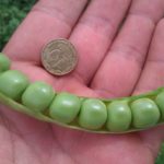  Pea Oscar