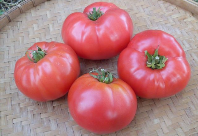  tomates rosados