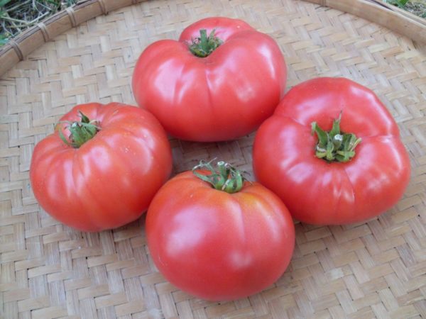  tomates cor de rosa