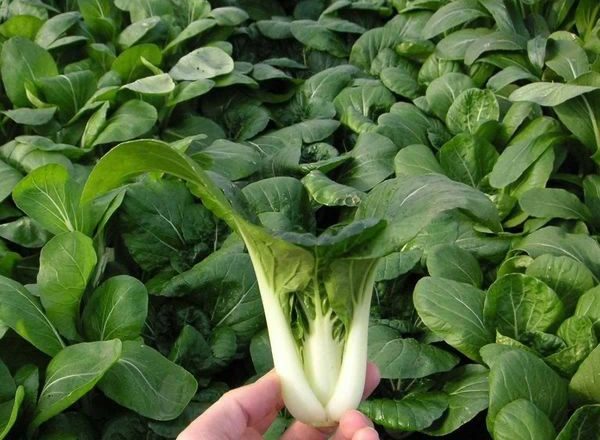  Varză chineză pak choi