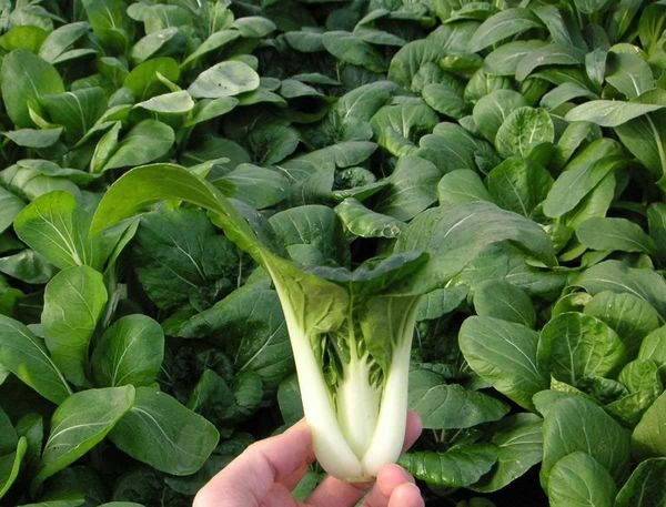  Repolho chinês pak choi