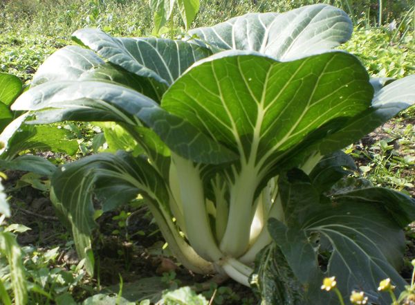  Com bons cuidados, as tomadas podem pesar até 1 kg.