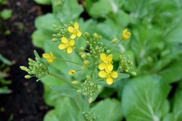  Pak Choi, espinho de flores descartadas perde o sabor
