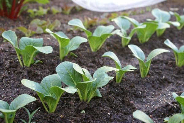  Mudas são plantadas no solo por transbordo