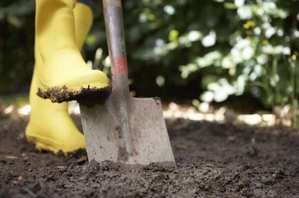  Se o solo é de barro - a cama deve ser desenterrada no outono