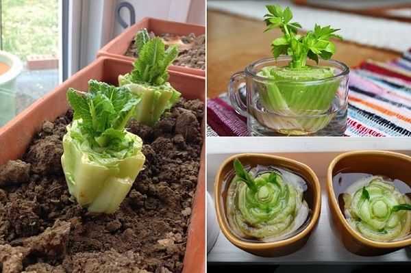 Mudas de repolho Pak Choi