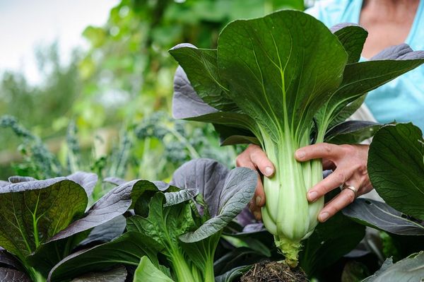  Soquetes Pak Choi cortados com uma faca recuando 1,5 cm