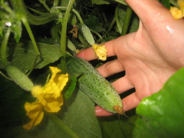  La lunghezza media del frutto cetriolo Ragazzo con un dito - 11 cm