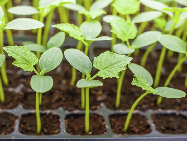  Le piantine sono piantate nel terreno quando raggiunge una lunghezza di 25 cm