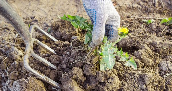  È assolutamente necessario rimuovere regolarmente le erbacce e allentare