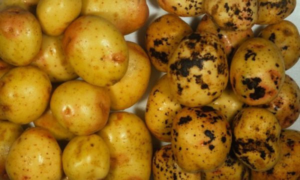  How to deal with potato scab