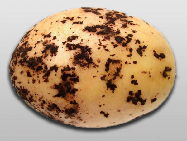  Rhizoctonia