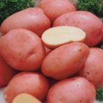  Alena - una varietà precoce resistente alla ticchiolatura