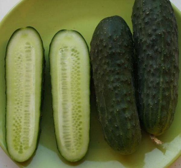  Seeds in the fruits of parthenocarpic cucumbers are very small.