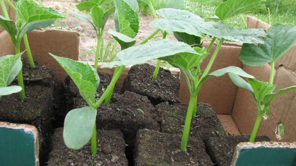  Planting is possible and seeds in the ground and through seedlings