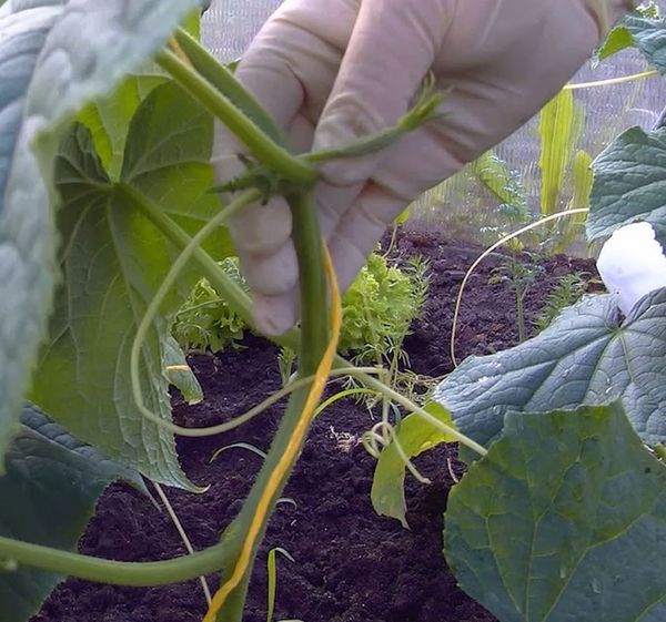  Blinding is a must-have procedure for parthenocarpic varieties.