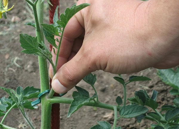  Cuidado após o transplante