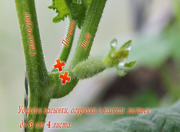  Подходящо оцветяване, за да получите продуктивен храст