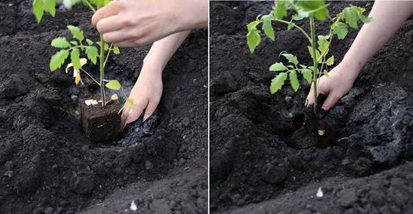  Transplante de plantas