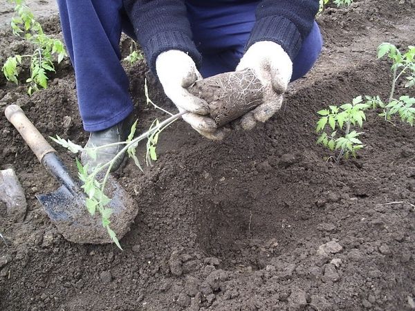  Transplante de tomates em terreno aberto